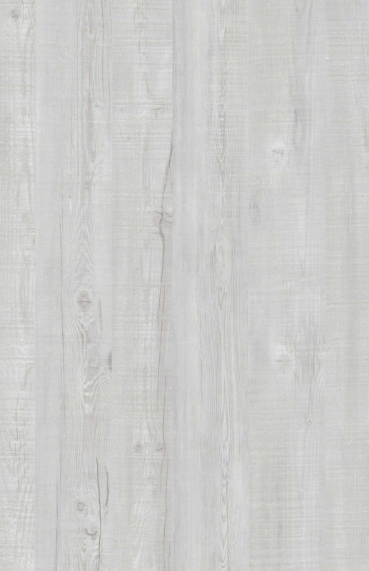 sosna toskana sosna toskana